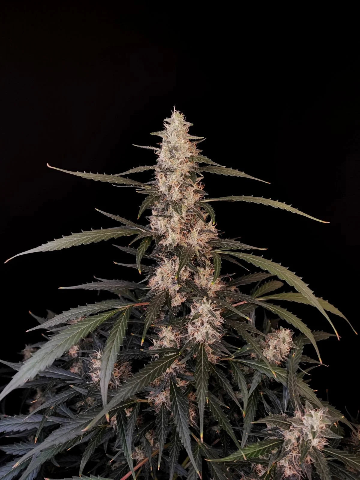 Fastbuds - Amnesia Haze Auto