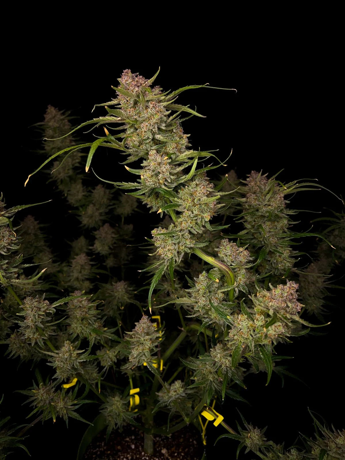 Fastbuds - Guava Auto