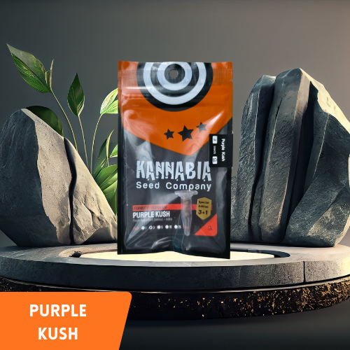 Kannabia - Purple Kush