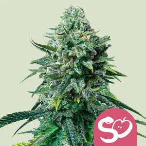 Royal Queen Seeds Bei Grow Elemenz