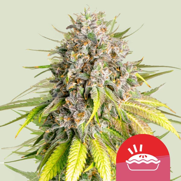 Royal Queen Seeds Bei Grow Elemenz