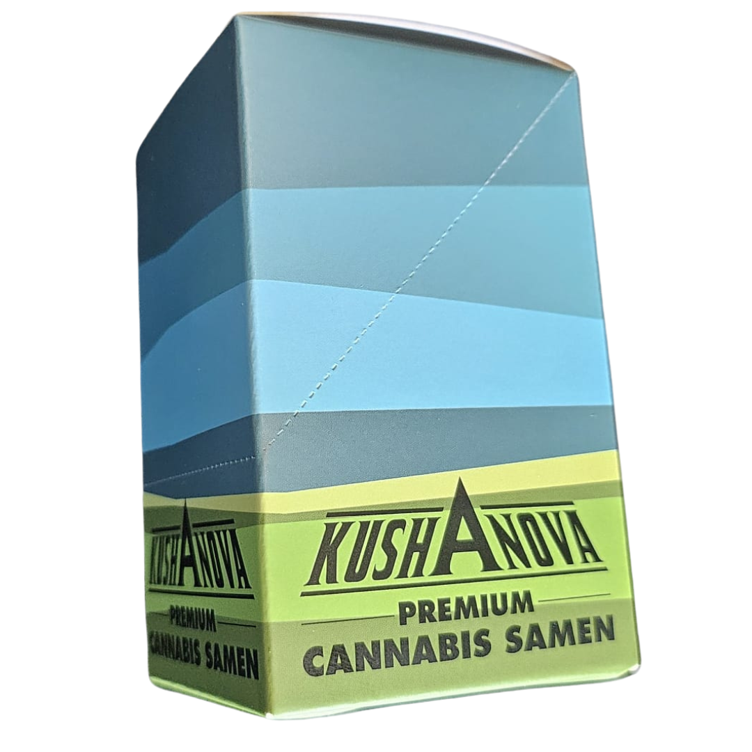 Santa_Marta_Haze_Kushanova_Autoflower_Cannabissamen_Grow_elemenz