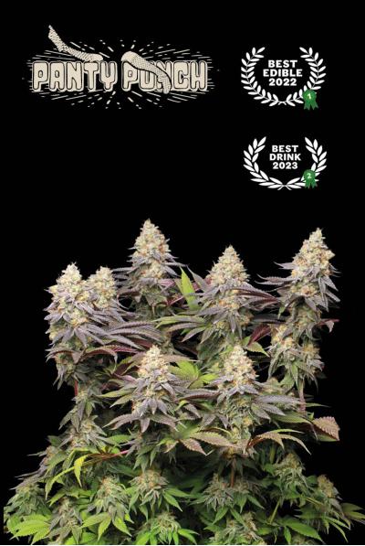 Seedstockers - Panty Punch Fem