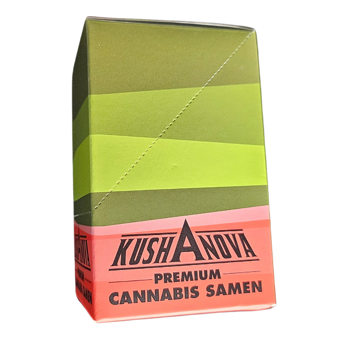 Kushanova - Gelato 41 Fast