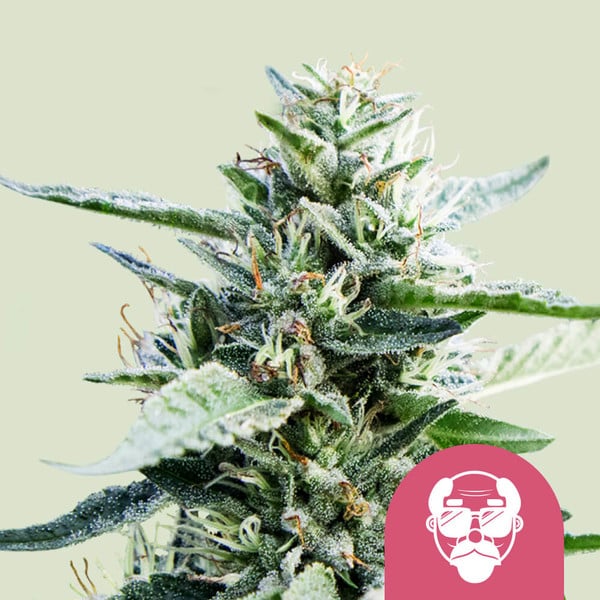 Royal Queen Seeds - Granddaddy Purple