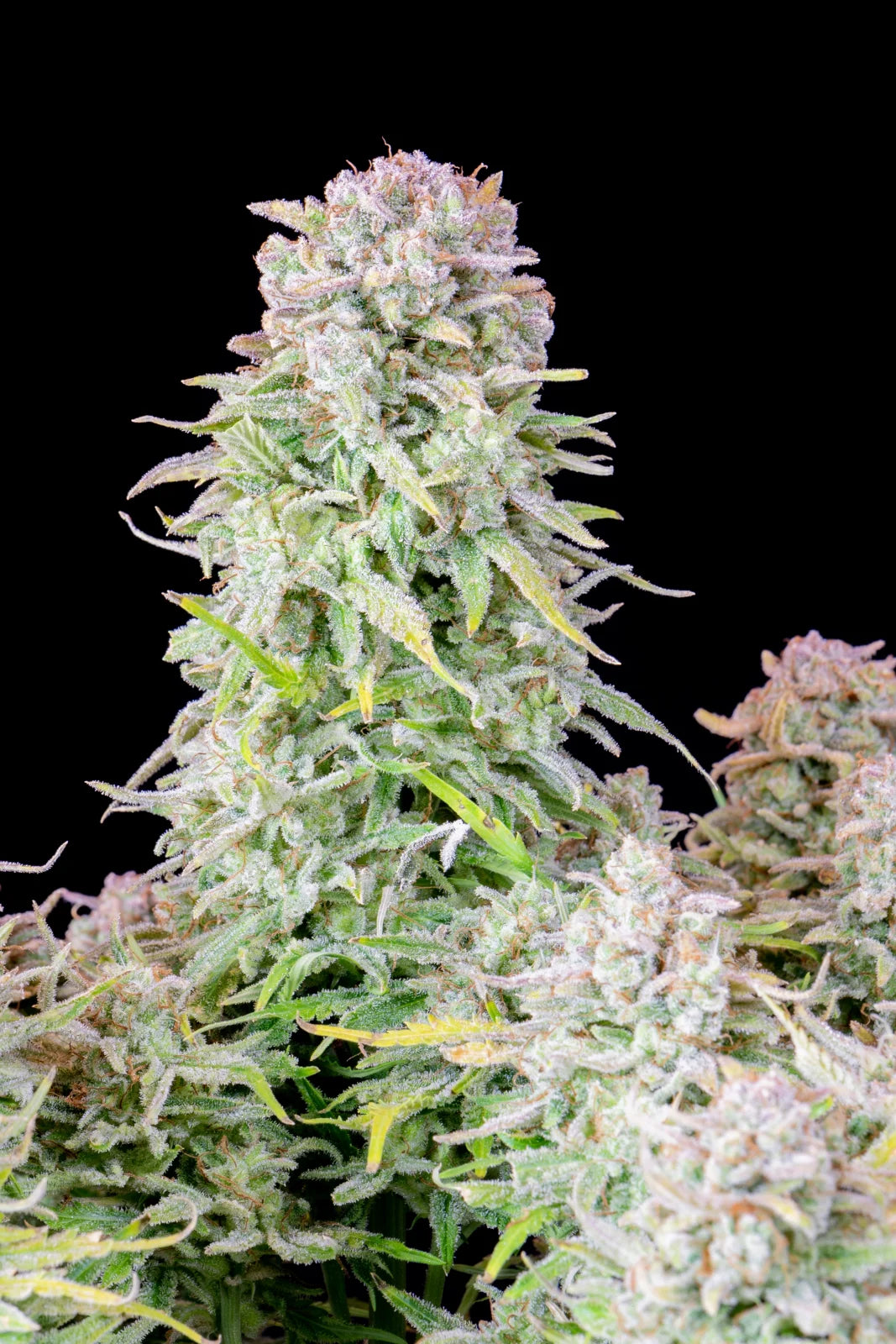Fastbuds - Afghan Kush Auto