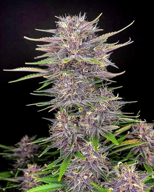 Fastbuds - Banana Purple Punch Auto