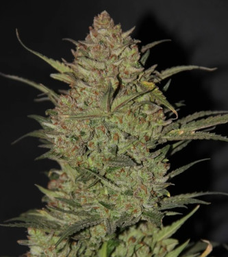 Fastbuds - OG Kush Auto