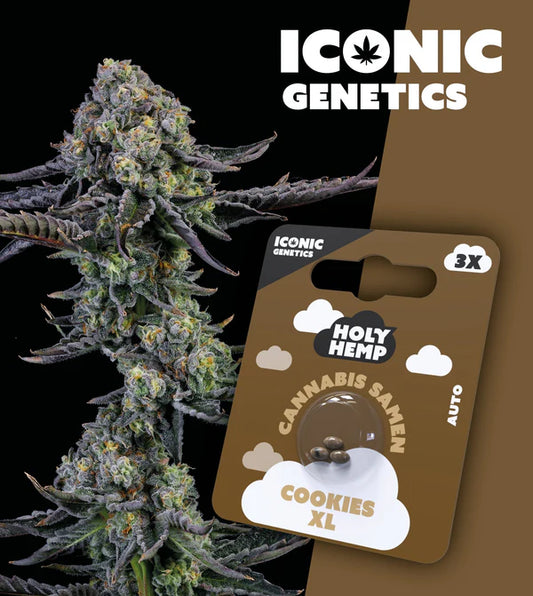 HolyHemp - Cookies XL
