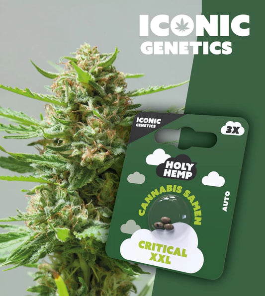 HolyHemp - Critical XXL