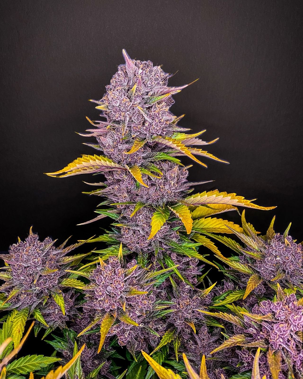 Fastbuds Autoflower Cannabis Samen Grow Elemenz