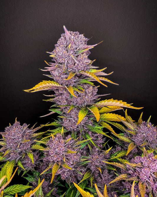 Fastbuds Autoflower Cannabis Samen Grow Elemenz