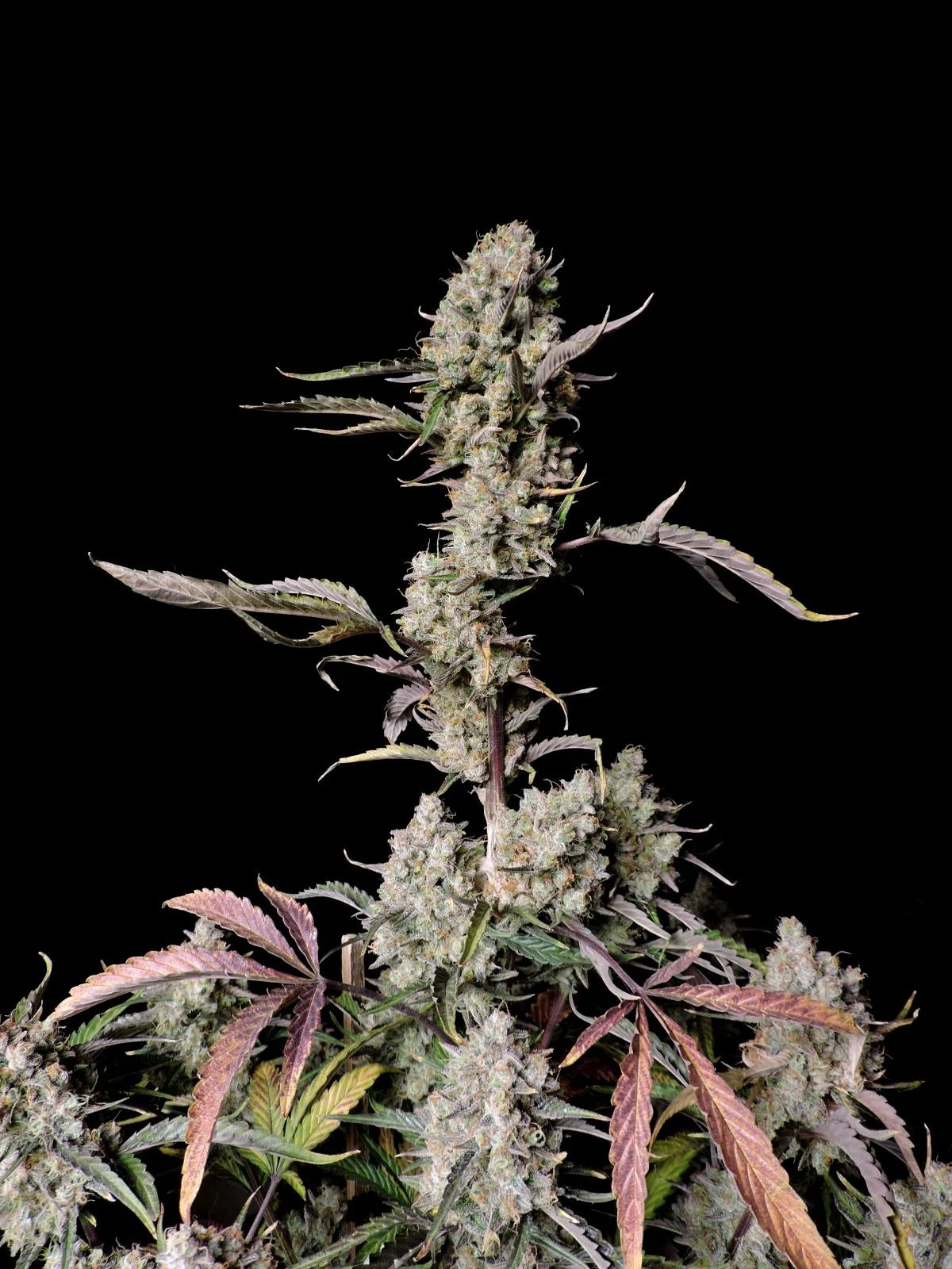 Fastbuds Autoflower Cannabis Samen Grow Elemenz
