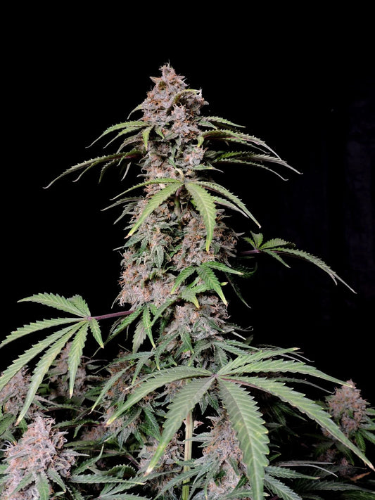 Fastbuds Autoflower Cannabis Samen Grow Elemenz