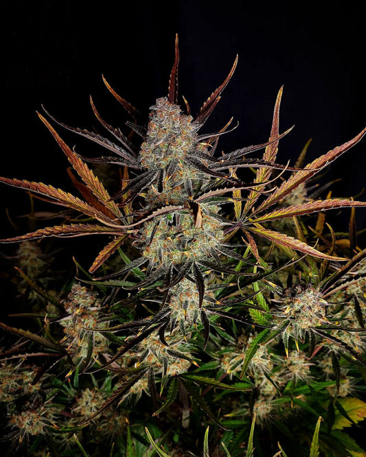 Fastbuds Autoflower Cannabis Samen Grow Elemenz
