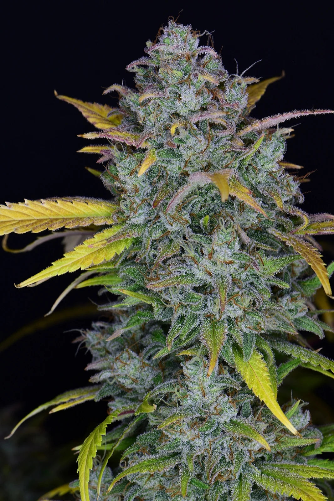 Fastbuds - Gelato Auto