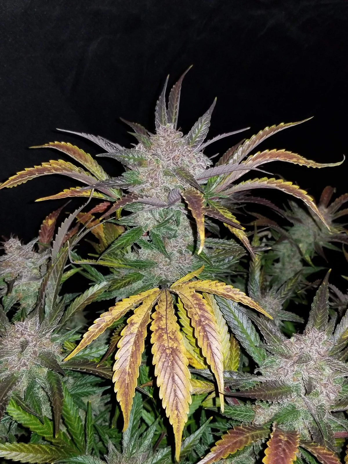 Fastbuds - Cream Cookies Auto
