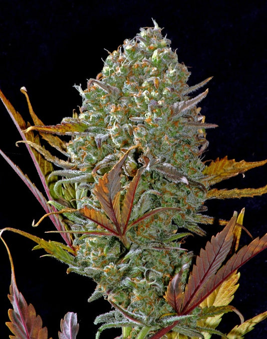 Fastbuds Autoflower Cannabis Samen Grow Elemenz