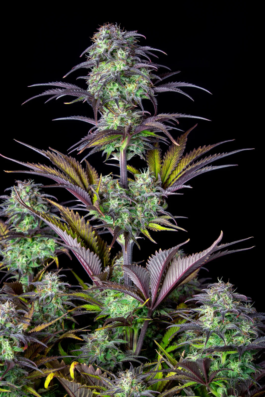 Fastbuds - Blueberry Auto