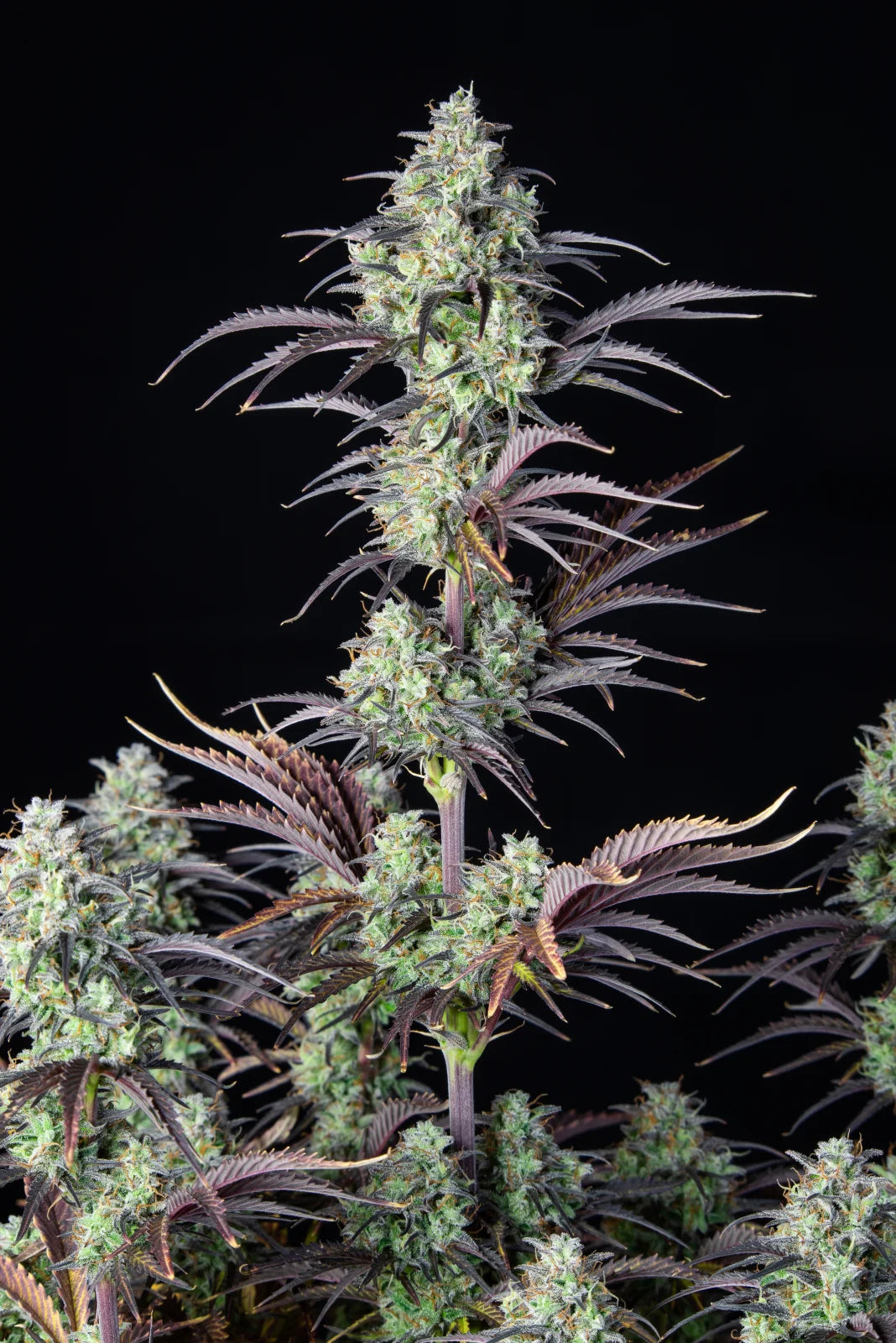 Fastbuds - Mimosa Cake Auto