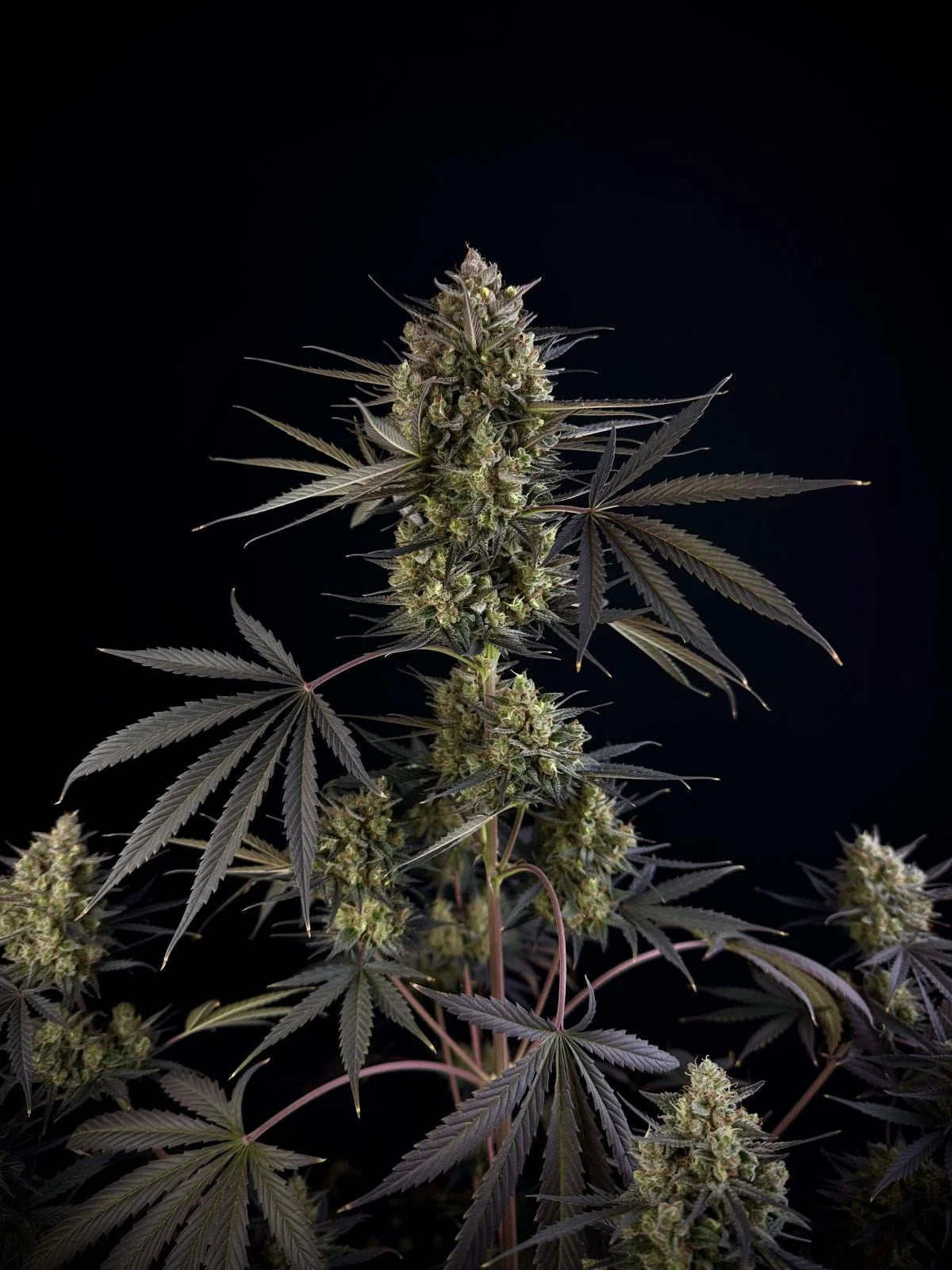 Fastbuds - Pound Cake Auto