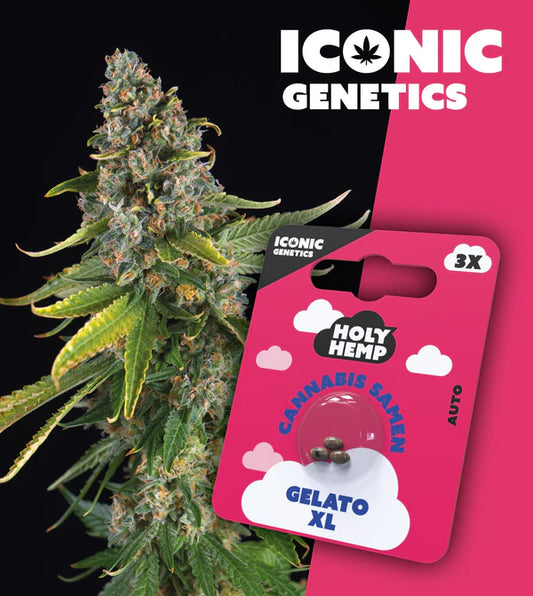 HolyHemp - Gelato XL