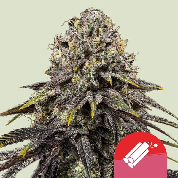 Royal Queen Seeds Bei Grow Elemenz