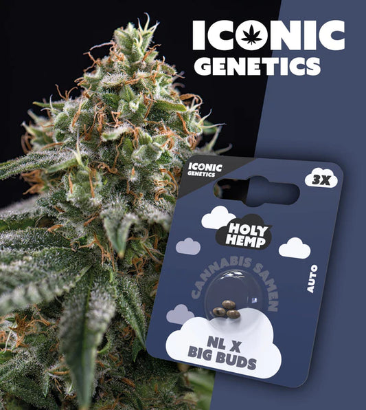 HolyHemp - NL x Big Buds