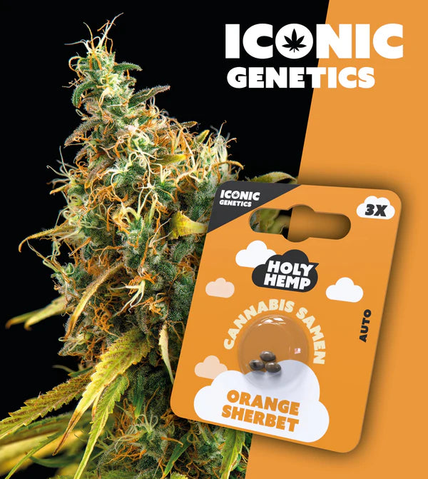 HolyHemp - Orange Sherbet