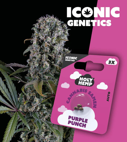 HolyHemp - Purple Punch
