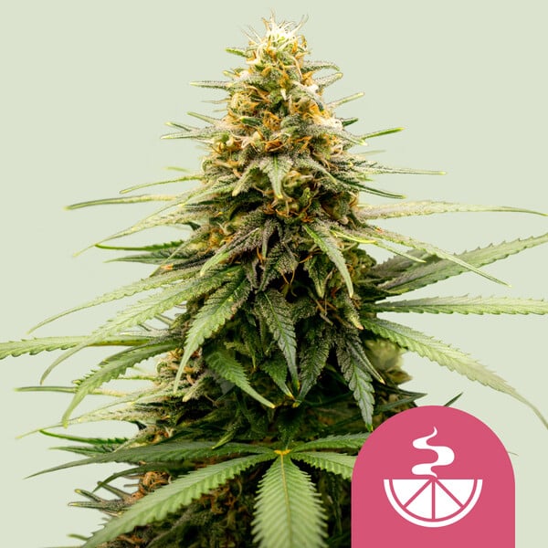 Royal Queen Seeds Bei Grow Elemenz Kaufen