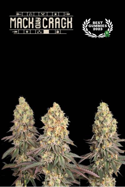Seedstockers_Grow_Elemenz_ Cannabis_Samen_