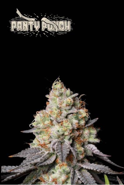Seedstockers_Grow_Elemenz_ Cannabis_Samen_