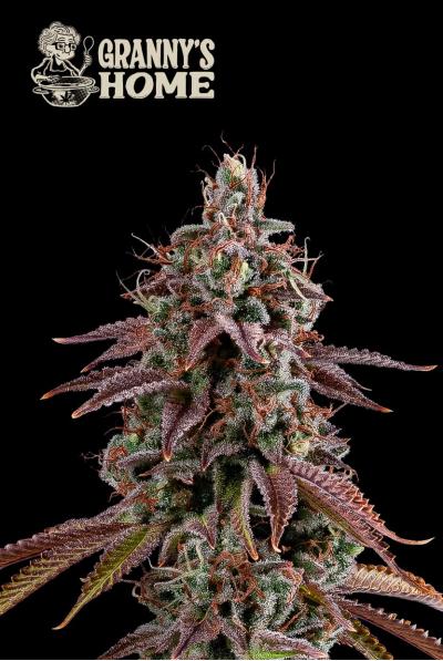 Seedstockers_Grow_Elemenz_