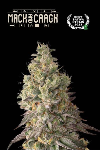 Seedstockers Mack and Crack Autoflower bei Grow Elemenz
