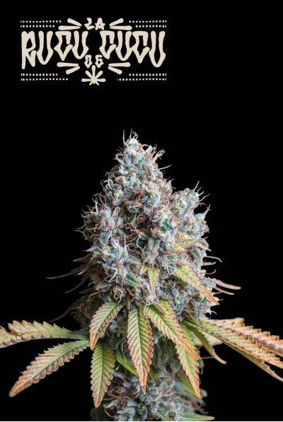 Seedstockers - Rucu Cucu OG Fem