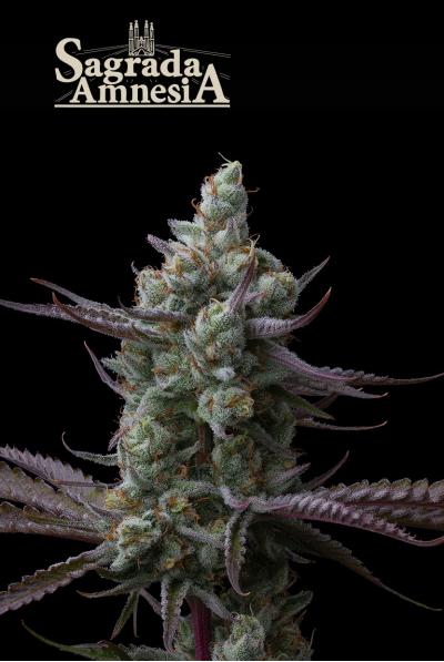 Cannabis samen