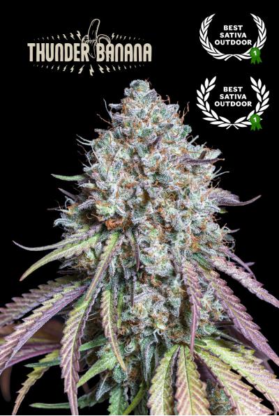 Seedstockers - Thunder Banana Fem