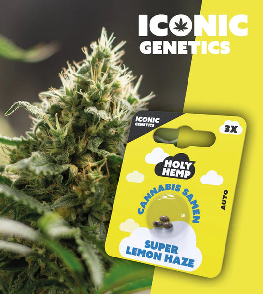 HolyHemp - Super Lemon Haze
