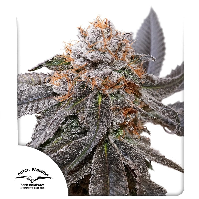 Dutch Passion - Blue Zushi