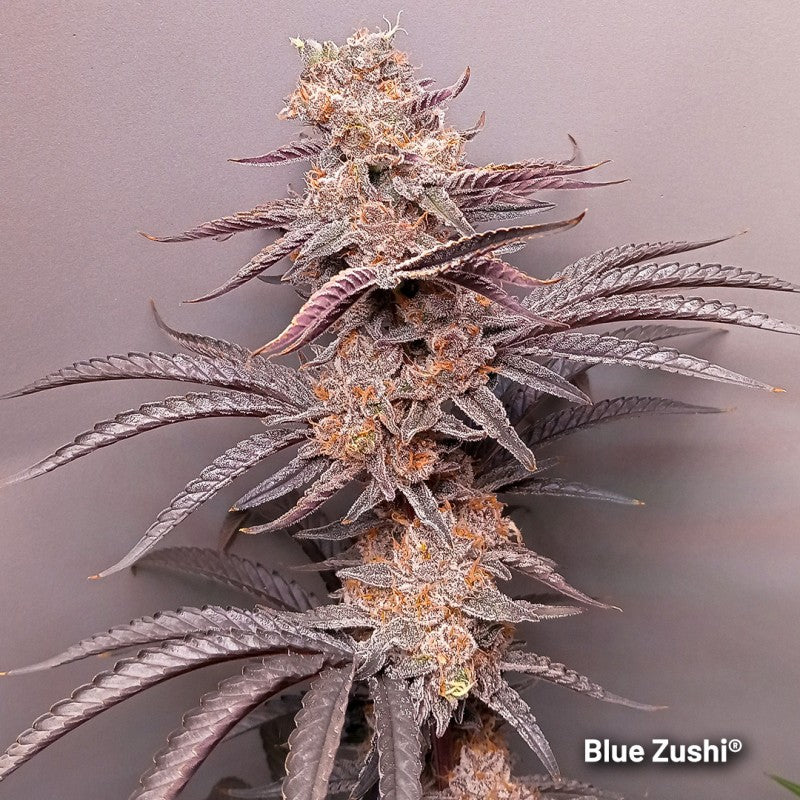 Dutch Passion - Blue Zushi