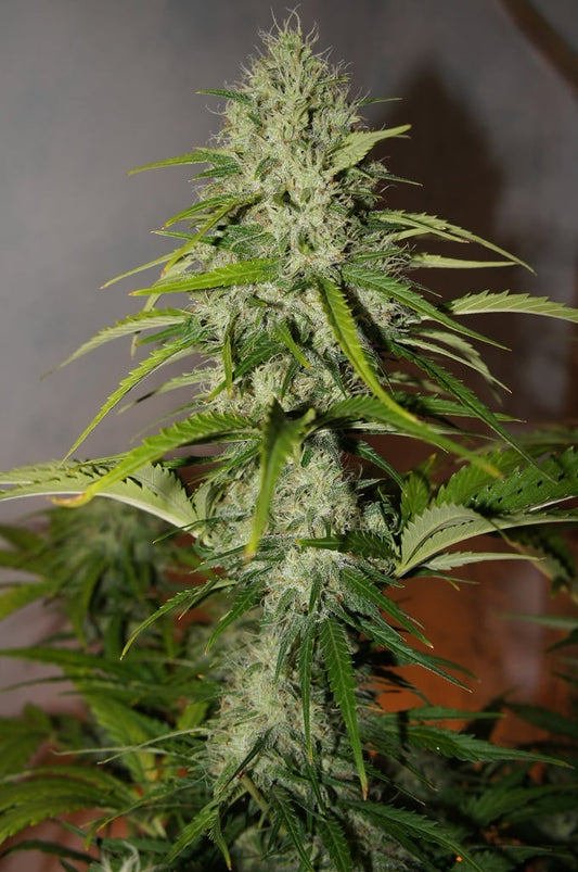 Fastbuds - Grapefruit Auto