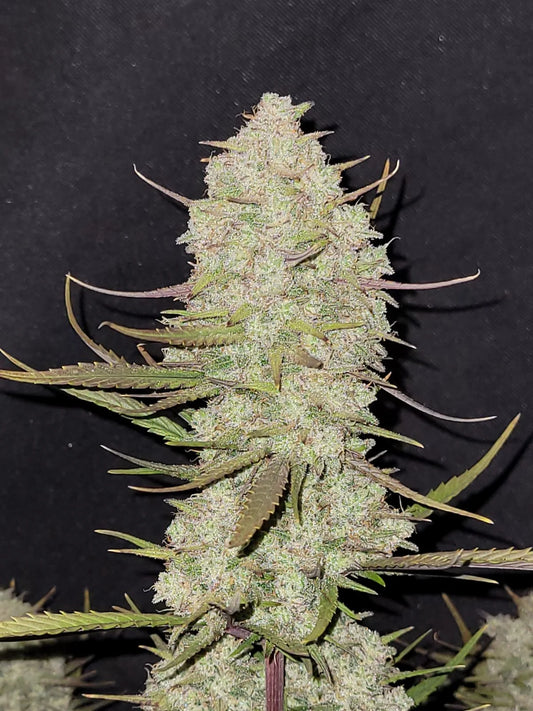 Fastbuds - Tropicana Cookies Auto