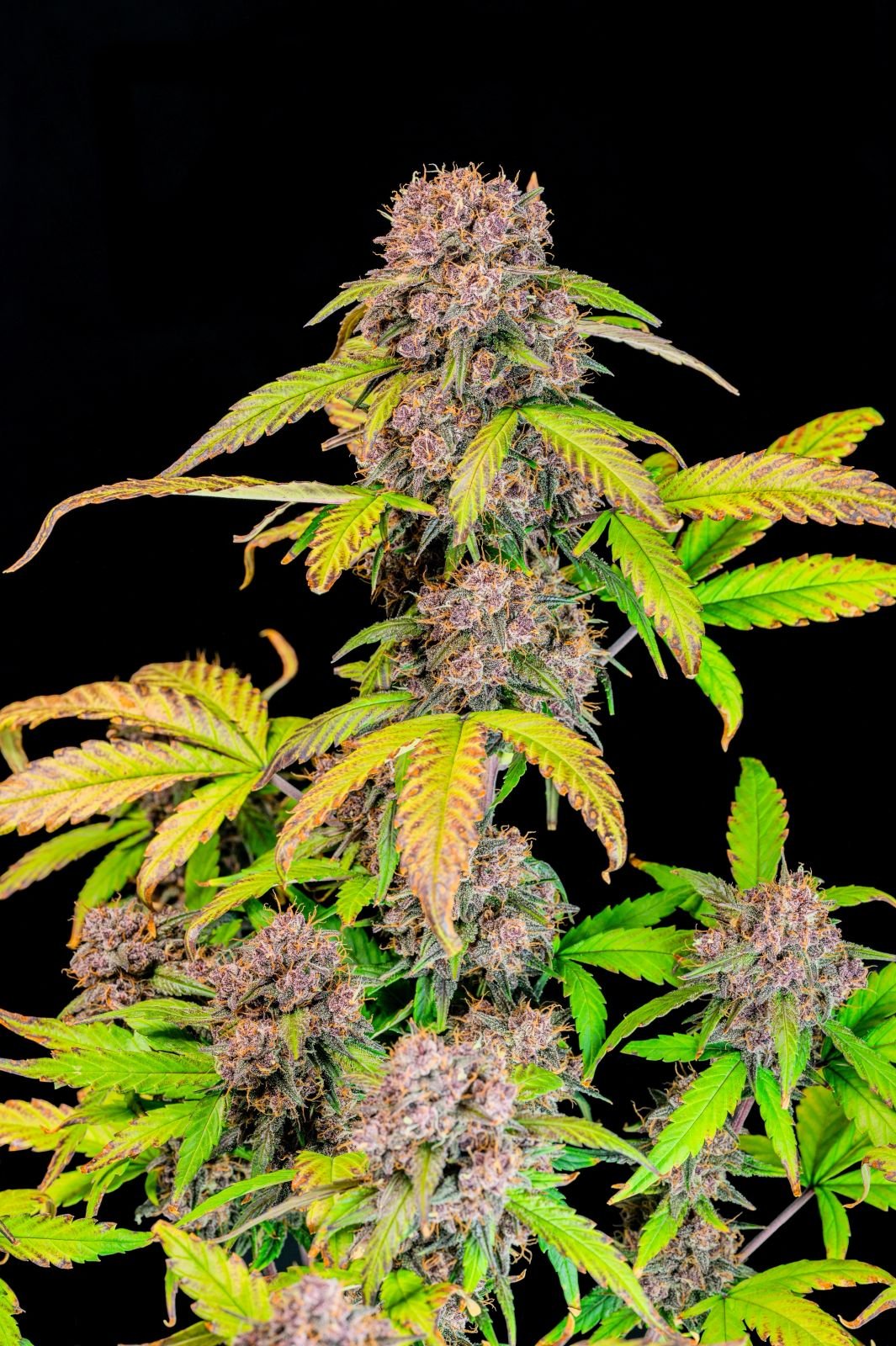 Fastbuds - Lemon Cherry Cookies Auto