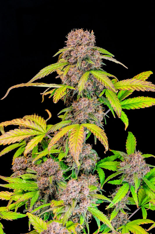 Fastbuds - Lemon Cherry Cookies Auto