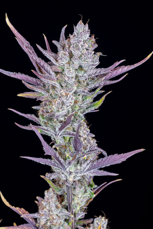 Fastbuds - Wedding Glue Auto