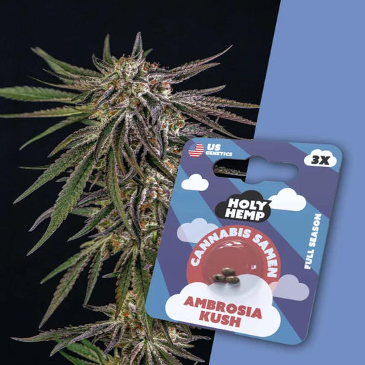 Holy Hemp - Ambrosia Kush (Full Season)