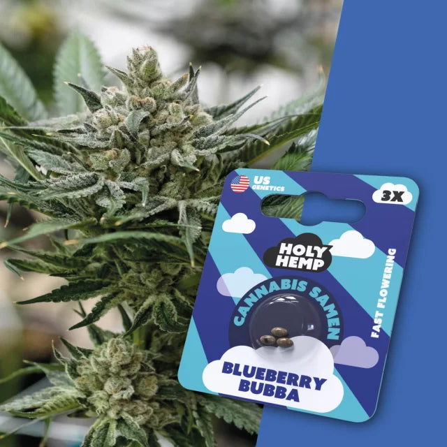 Holy Hemp - Blueberry Bubba (Fast Flowering)