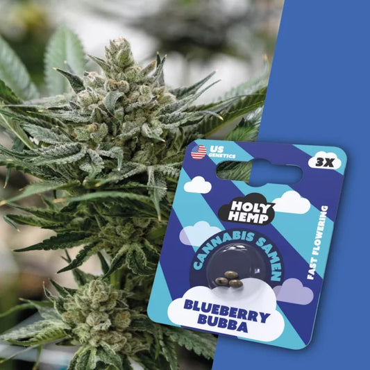Holy Hemp - Blueberry Bubba (Fast Flowering)