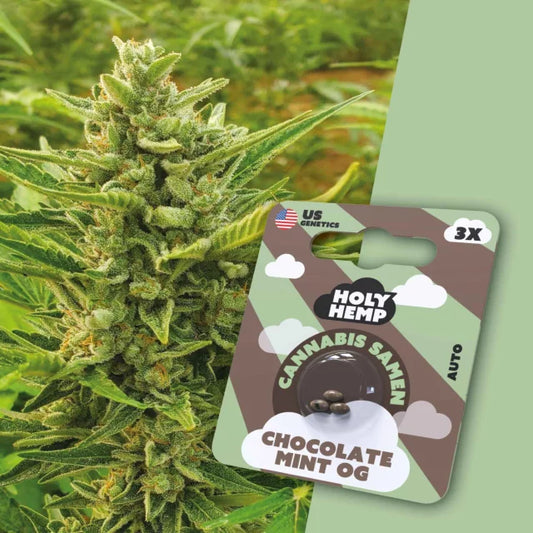 Holy Hemp - Chocolate Mint OG (Autoflower)
